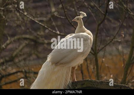 Blauer Pfau mit weißen Federn auf hellgrünem Frühlingsgras im Schlosspark Stockfoto