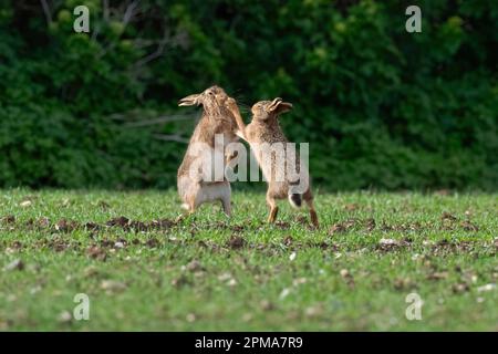 Braun Hasen - Lepus europaeus. Feder. Uk. Stockfoto