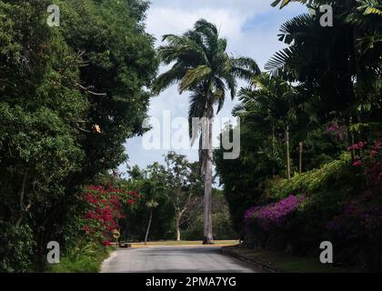 Holetown (früher St. James Town), Barbados, Karibik Stockfoto