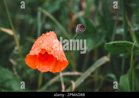 Rote Mohnblume mit Wassertropfen auf den Blütenblättern im Garten. Speicherplatz kopieren Stockfoto