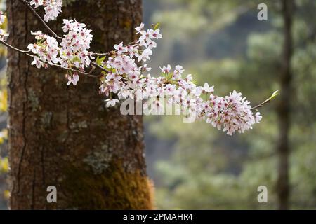 Everest Region Stockfoto
