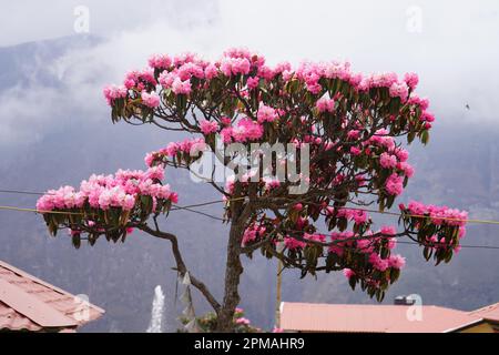 Everest Region Stockfoto