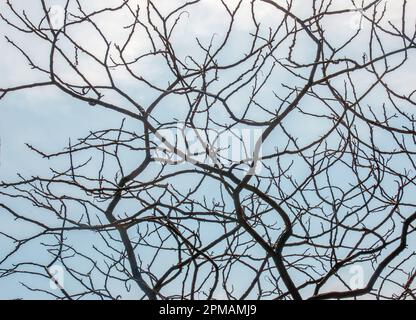 Zweige mit Knospen des Staghornsumpfs im Frühling im Garten. Stockfoto