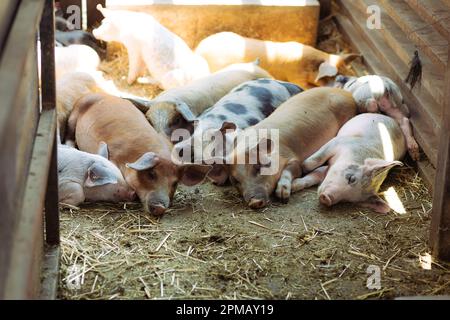Porträt einer Gruppe von Schweinen im schlafenden Betrieb. Normaler Tag auf dem Hof. Landwirtschaft Stockfoto