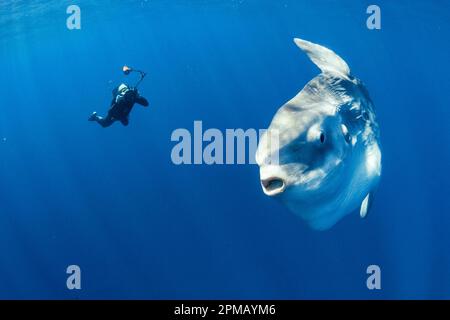 meeressonnenfisch mit uw Fotograf, Mola Mola, San Diego, Kalifornien, Ostpazifik Stockfoto