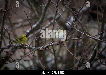 Zwergzeisig, Schwarzkopf-Goldfink (Spinus spinus), weiblich Stockfoto