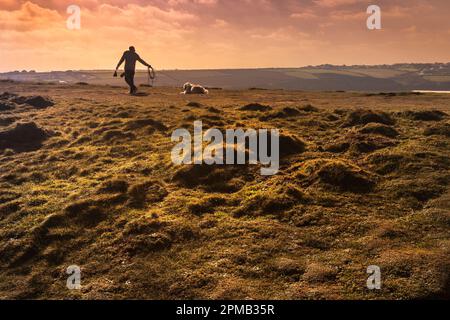 Abendlicht über einem Hundeläufer und seinem sturen Hund in Pentire Point East in Newquay in Cornwall, England, Großbritannien. Stockfoto