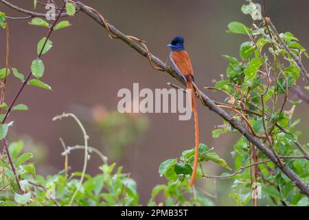 Männlich des Afrikanischen Paradiesfliegenfängers (Terpsiphone viridis) aus Kruger NP, Südafrika. Stockfoto