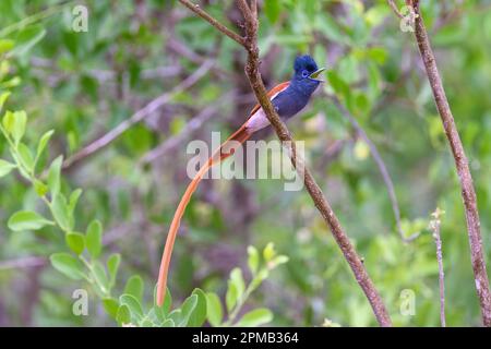 Männlich des Afrikanischen Paradiesfliegenfängers (Terpsiphone viridis) aus Kruger NP, Südafrika. Stockfoto