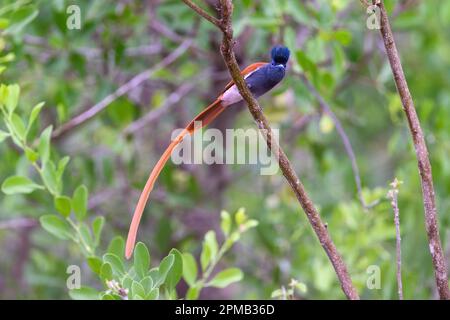 Männlich des Afrikanischen Paradiesfliegenfängers (Terpsiphone viridis) aus Kruger NP, Südafrika. Stockfoto