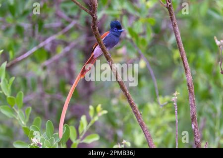 Männlich des Afrikanischen Paradiesfliegenfängers (Terpsiphone viridis) aus Kruger NP, Südafrika. Stockfoto