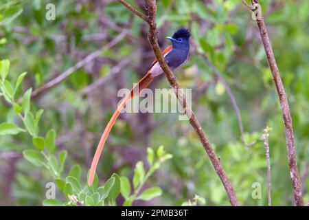 Männlich des Afrikanischen Paradiesfliegenfängers (Terpsiphone viridis) aus Kruger NP, Südafrika. Stockfoto