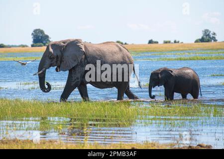 Die Mutter des afrikanischen Elefanten mit seinem Kalb läuft friedlich im flachen, grasbedeckten Wasser. Stockfoto