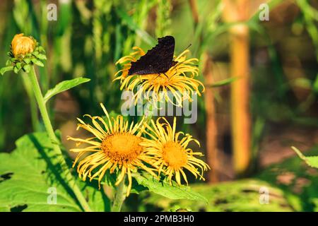 Wunderschöne Sommerblumen mit Insekten. Nahaufnahme eines Schmetterlings auf einer gelben Blume. Foto in geringer Schärfentiefe. Stockfoto