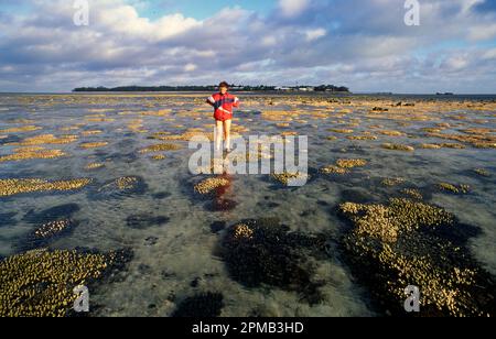 Das freiliegende Riff auf Heron Island, Great Barrier Reef, Australien bei Ebbe. Die Korallen hier werden von Acropora spp. Dominiert Und anderen Mitgliedern Stockfoto