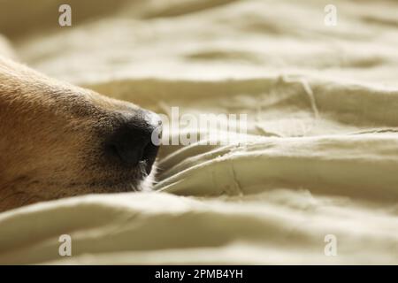 Nahaufnahme eines Husky Labrador Hundes, der auf einem Bett liegt Stockfoto