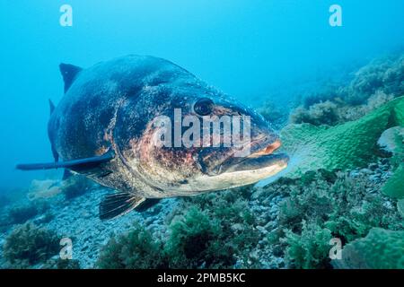 Riesenbarsch, Stereolepis gigas, Catalina Island, Kalifornien, Ostpazifik Stockfoto