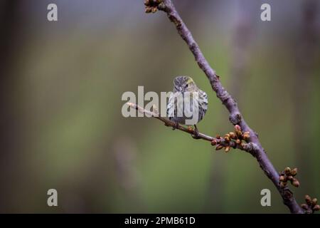 Zwergzeisig, Schwarzkopf-Goldfink (Spinus spinus), weiblich Stockfoto