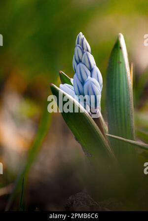 Puschkinia scilloides Knospe im Garten, Frühlingsblüte Stockfoto