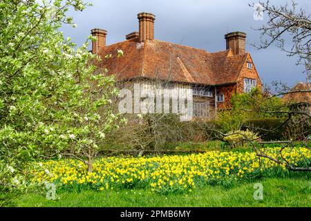 Narzissen auf der Wiese in Great Dixter, East Sussex, Großbritannien Stockfoto