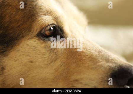 Nahaufnahme eines Husky Labrador Hundes, der auf einem Bett liegt Stockfoto