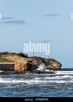 Charlie's Garden Sandsteinfelsen in Collywell Bay, Seaton Sluice, Norhumberland, Großbritannien, die vom Festland erodiert wurden. Stockfoto