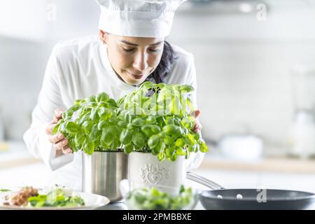 Professionelle Chefkochin mit weißem Hut schließt ihre Augen, während sie frisches Basilikum in Töpfen vor sich riecht. Stockfoto