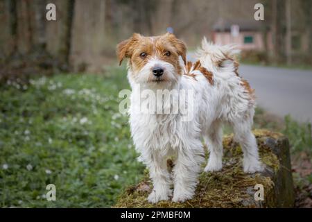 Jack Russel Terrier grobes Haar Stockfoto