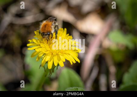 Hummel auf gelbe Blume Stockfoto