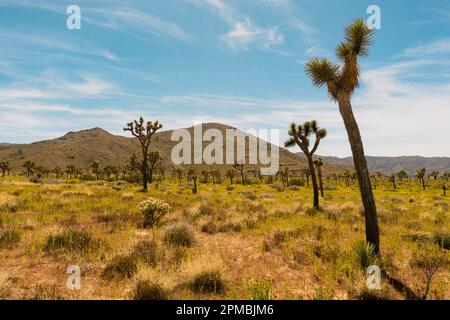 Frühlingslandschaft im Joshua Tree National Park mit verstreuten Yucca-Bäumen und Bergen in der Ferne unter blauem Himmel Stockfoto