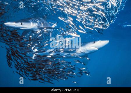 Blauhaie, Prionace glauca, Fütterung von kalifornischen Sardellen oder nördlichen Sardellen, Engraulis mordax, San Diego, Kalifornien, USA, Pazifik Stockfoto