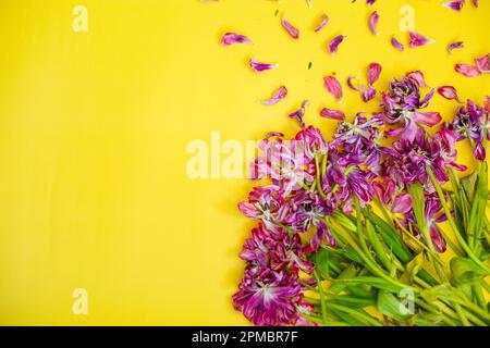 Verwelkte Blumen im Hintergrund. Verwelkte Tulpen auf gelbem Hintergrund Stockfoto