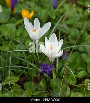 Erste Frühlingsblumen. Weißer Crocus vernus im Garten Stockfoto