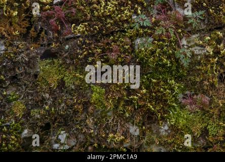 Verschiedene Farben und Typen von Moos und Flechten auf einer alten Steinwand, die einen Hintergrund bildet Stockfoto