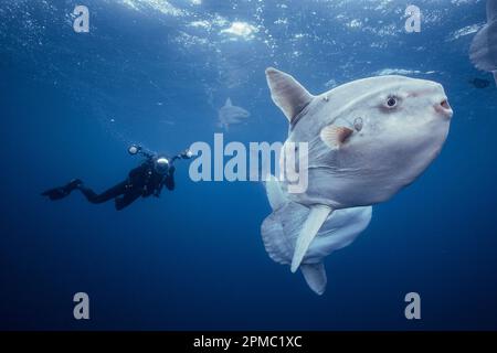 Fotograf und Meeressonnenfisch, Mola Mola, offenes Meer, San Diego, Kalifornien, USA, Ostpazifik Stockfoto