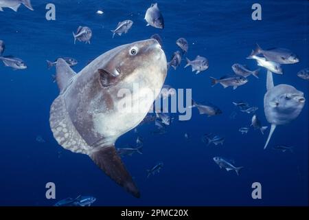 meeressonnenfische, Mola Mola, die von Halbmonden gereinigt werden, Medialuna californiensis, offenes Meer, San Diego, Kalifornien, USA, Ostpazifik Stockfoto