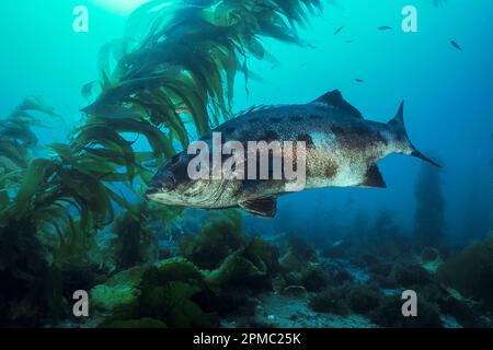 Riesen- oder Schwarzer Seebarsch, Stereolepis gigas, Catalina Island, Kalifornien, USA, Pazifik Stockfoto