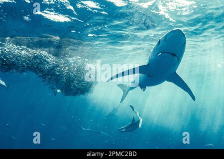Blauhaie, Prionace glauca, Fütterung von Sardellen, Engraulis mordax, offenes Meer, San Diego, Kalifornien, USA, Ostpazifik Stockfoto