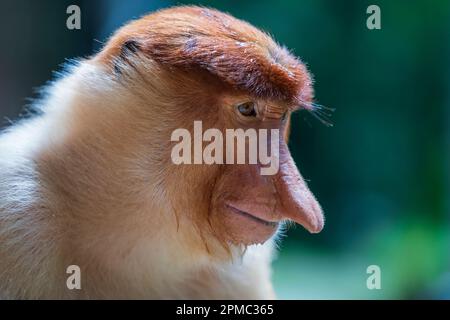 Familie von wilden Proboscis Affe oder Nasalis Larvatus, im Regenwald der Insel Borneo, Malaysia, aus der Nähe. Erstaunlicher Affe mit einer großen Nase. Stockfoto