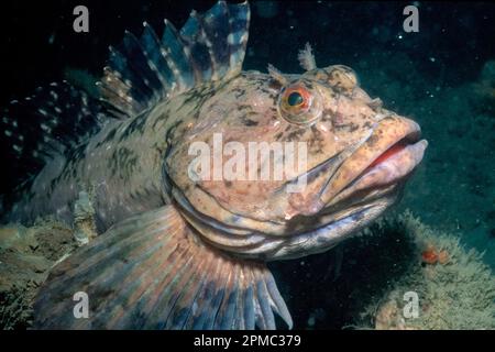 Cabezon, Scorpaenichthys marmoratus, La Jolla Marine Reserve, Kalifornien, USA, Ostpazifik Stockfoto