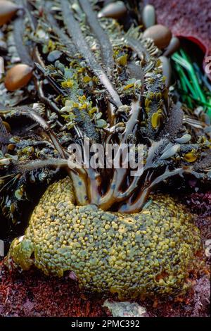 Feather Boa Kelp, Egregia menziesii, Montana de Oro State Park, Kalifornien, USA, Ostpazifik Stockfoto