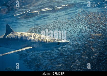 Blauhai, Prionace glauca, Fütterung von Sardellen, San Diego, Kalifornien ( E.Pacific Ocean ) Stockfoto