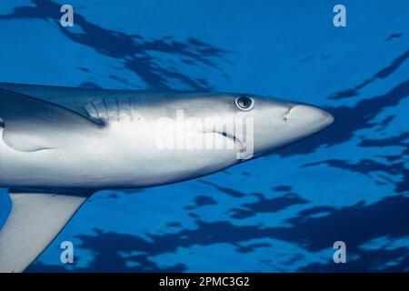 Blauhai, Prionace glauca, offener Ozean vor San Diego, Kalifornien ( E.Pacific ) Stockfoto