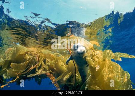 Seehund, Phoca vitulina, Welpe, in Seetang, San Diego, Kalifornien, USA, Ostpazifik Stockfoto