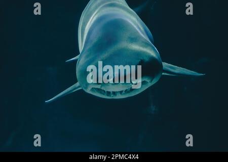 Der Hai schwimmt in einem Aquarium in Richtung Ihnen, mit Lichtstrahlen, die Streifen auf dem Rücken bilden. Stockfoto