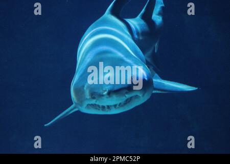 Der Hai schwimmt in einem Aquarium in Richtung Ihnen, mit Lichtstrahlen, die Streifen auf dem Rücken bilden. Stockfoto