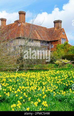 Narzissen auf der Wiese in Great Dixter, East Sussex, Großbritannien Stockfoto