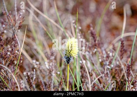Blumen einer Pflanze, die an einem Frühlings- und Sommertag im Sumpf wächst Stockfoto