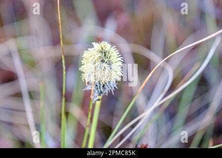 Blumen einer Pflanze, die an einem Frühlings- und Sommertag im Sumpf wächst Stockfoto