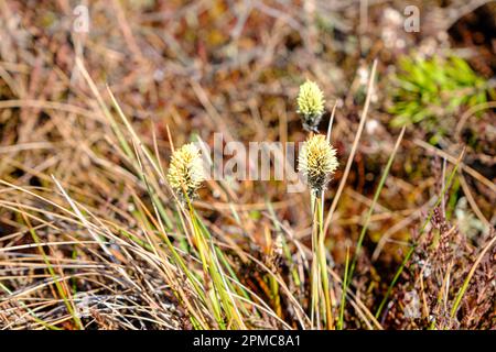 Blumen einer Pflanze, die an einem Frühlings- und Sommertag im Sumpf wächst. Stockfoto